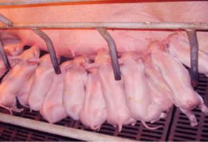 哺乳母、仔豬